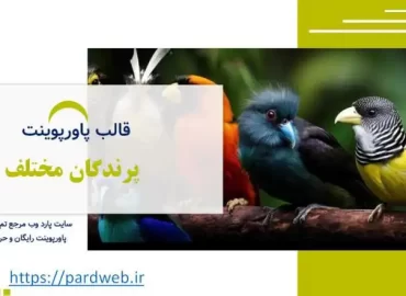 قالب پاورپوینت پرندگان مختلف