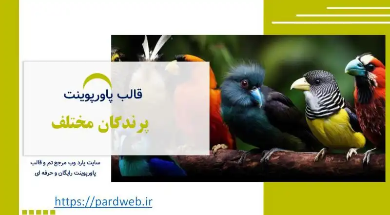 قالب پاورپوینت پرندگان مختلف 1 قالب پاورپوینت پرندگان مختلف