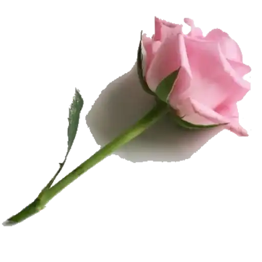 گل زیبا